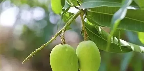 芒果种植技术要点 | 生活妙招