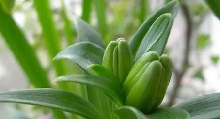 百合种球怎么种植,百合花种球的种植方法？