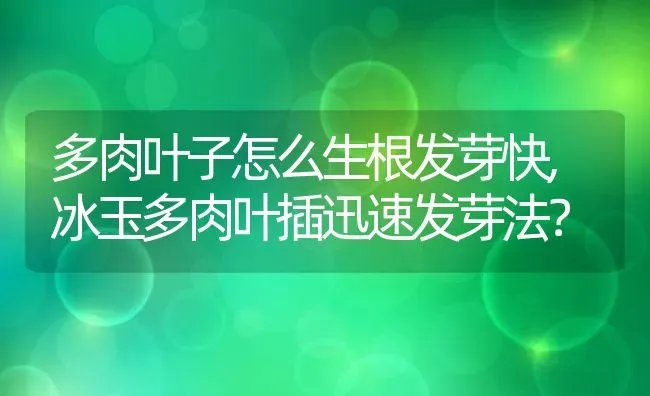 多肉叶子怎么生根发芽快,冰玉多肉叶插迅速发芽法？ | 养殖科普