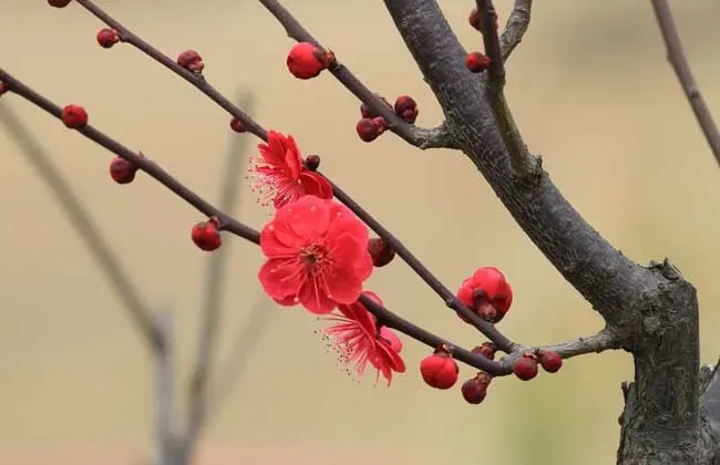 梅花什么时候开花,红梅开花时间？