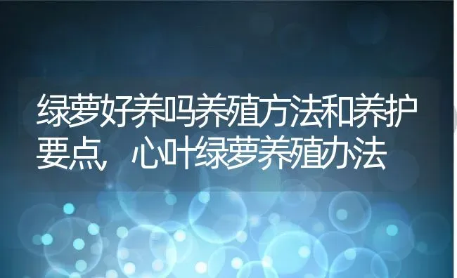 绿萝好养吗养殖方法和养护要点,心叶绿萝养殖办法 | 养殖科普