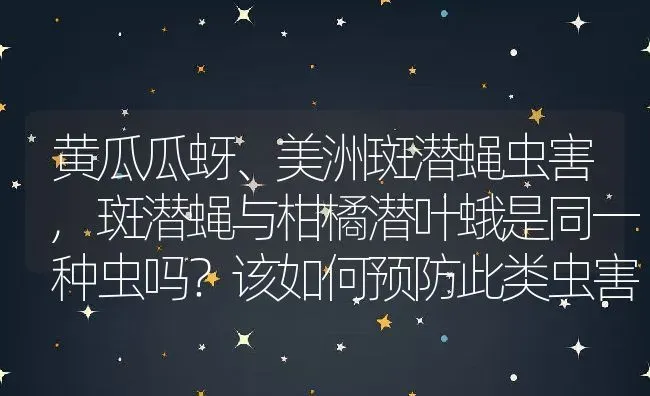 黄瓜瓜蚜、美洲斑潜蝇虫害,斑潜蝇与柑橘潜叶蛾是同一种虫吗？该如何预防此类虫害 | 养殖学堂