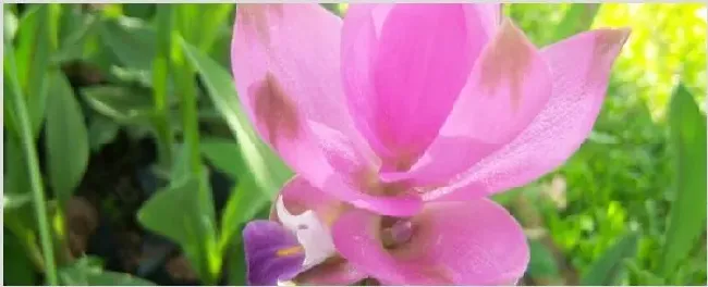 姜荷花叶子打卷的原因 | 农广天地