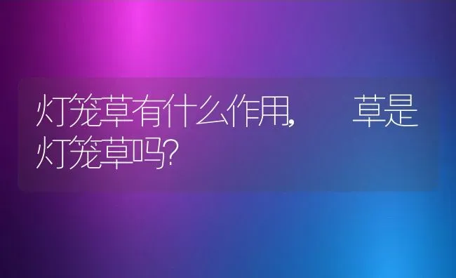 灯笼草有什么作用,葎草是灯笼草吗？ | 养殖学堂