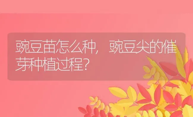 豌豆苗怎么种,豌豆尖的催芽种植过程？ | 养殖科普