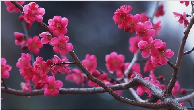 红梅树怎样杆插 | 常识大全