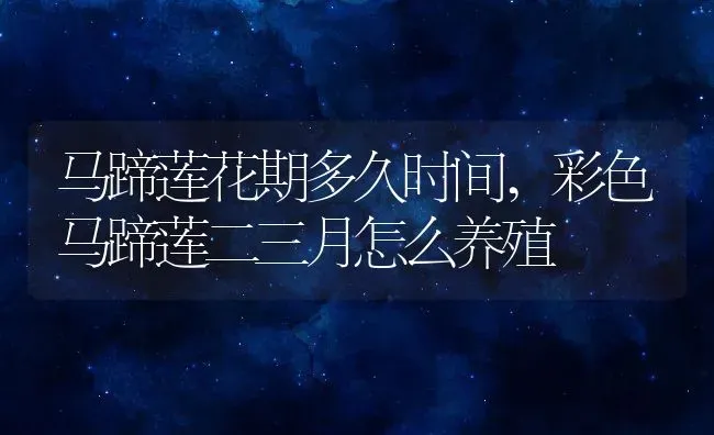 马蹄莲花期多久时间,彩色马蹄莲二三月怎么养殖 | 养殖学堂