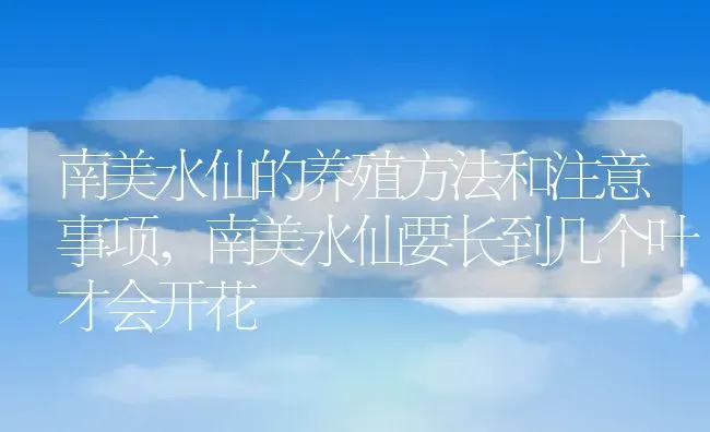 南美水仙的养殖方法和注意事项,南美水仙要长到几个叶才会开花 | 养殖学堂