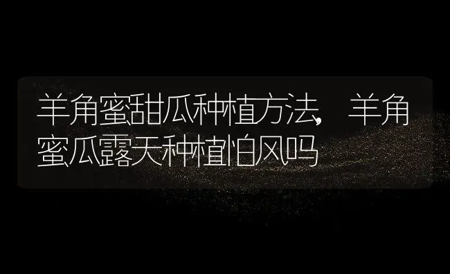 羊角蜜甜瓜种植方法,羊角蜜瓜露天种植怕风吗 | 养殖学堂