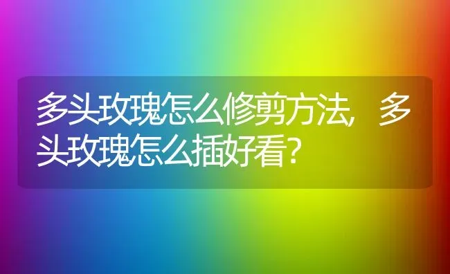 多头玫瑰怎么修剪方法,多头玫瑰怎么插好看？ | 养殖科普