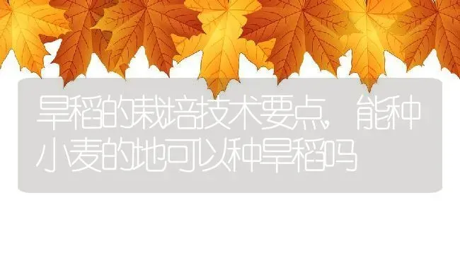 旱稻的栽培技术要点,能种小麦的地可以种旱稻吗 | 养殖学堂