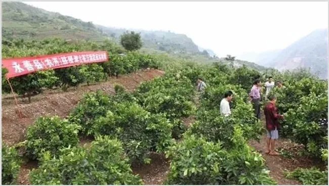 橙子幼树管理技术 | 常识大全