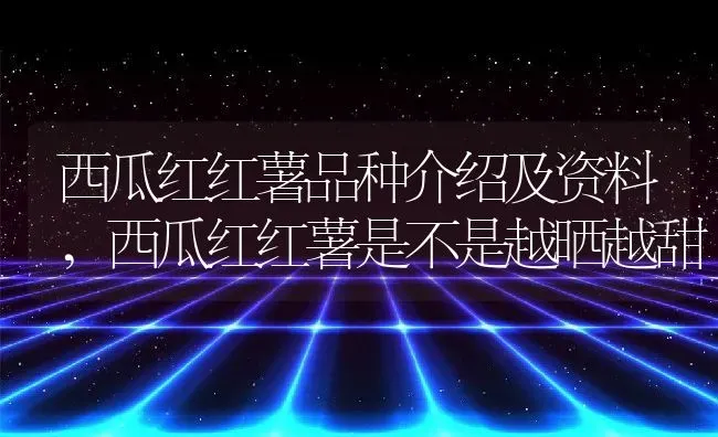 西瓜红红薯品种介绍及资料,西瓜红红薯是不是越晒越甜 | 养殖学堂