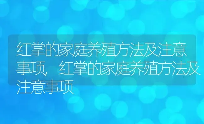 红掌的家庭养殖方法及注意事项,红掌的家庭养殖方法及注意事项 | 养殖科普