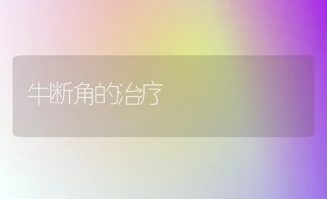 牛断角的治疗 | 养殖技术大全