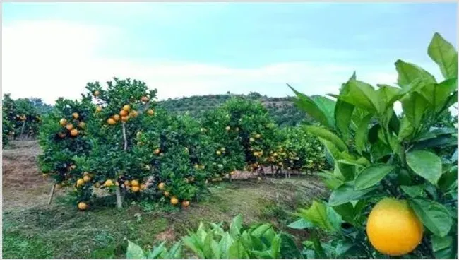 脐橙的种植环境 | 实用知识