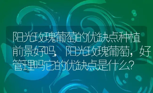 阳光玫瑰葡萄的优缺点种植前景好吗,阳光玫瑰葡萄，好管理吗它的优缺点是什么？ | 养殖科普