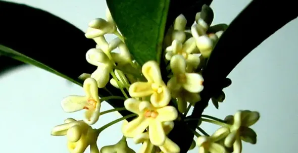 四季桂花怎么修剪,四季桂花什么时候剪枝？
