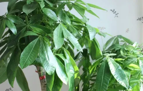 发财树叶子发黄脱落怎样挽救,发财树叶子枯黄掉叶怎么办幸福树？