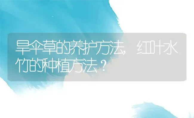 旱伞草的养护方法,红叶水竹的种植方法？ | 养殖科普
