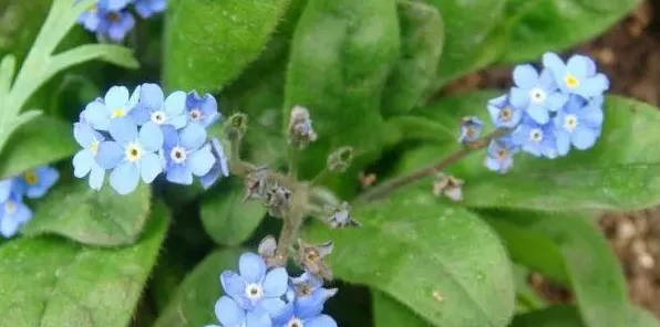 花茎是哪部分 | 妙招大全