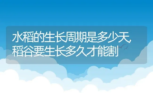 水稻的生长周期是多少天,稻谷要生长多久才能割 | 养殖学堂