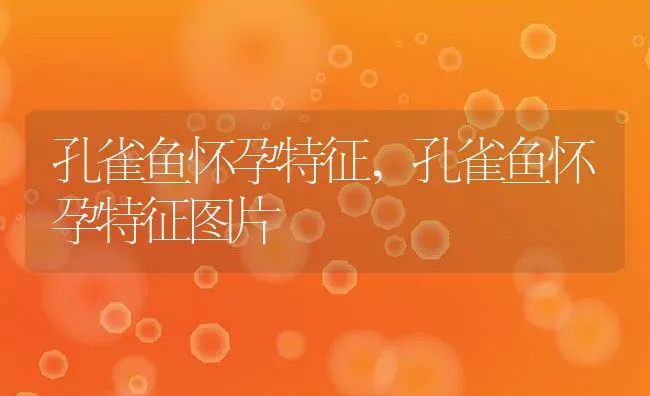 孔雀鱼怀孕特征,孔雀鱼怀孕特征图片 | 养殖资料