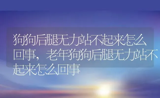 狗狗后腿无力站不起来怎么回事,老年狗狗后腿无力站不起来怎么回事 | 养殖资料