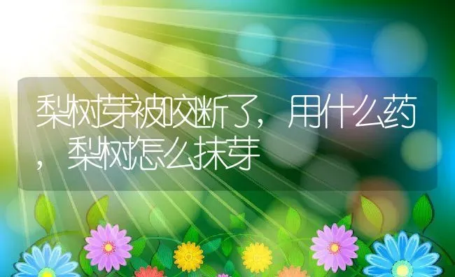 梨树芽被咬断了,用什么药,梨树怎么抹芽 | 养殖学堂