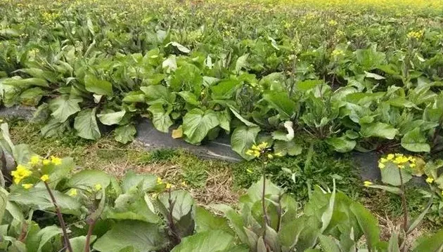 红油菜苔种植时间和方法什么时间种植好,红油菜苔高产栽培技术？