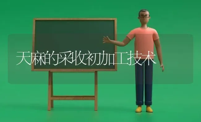 天麻的采收初加工技术 | 养殖技术大全