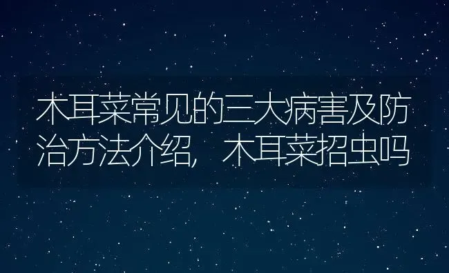 木耳菜常见的三大病害及防治方法介绍,木耳菜招虫吗 | 养殖学堂