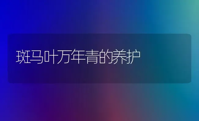 斑马叶万年青的养护 | 养殖知识