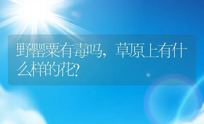 野罂粟有毒吗,草原上有什么样的花？ | 养殖科普