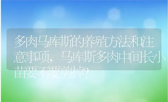 多肉马库斯的养殖方法和注意事项,马库斯多肉中间长小苗要不要剪掉？ | 养殖科普