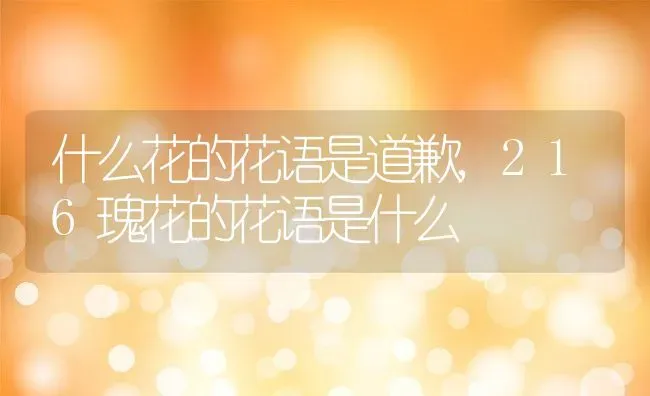 什么花的花语是道歉,216瑰花的花语是什么 | 养殖学堂