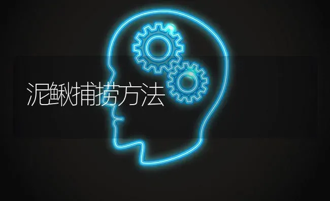 泥鳅捕捞方法 | 养殖技术大全