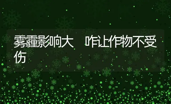 雾霾影响大 咋让作物不受伤 | 养殖技术大全