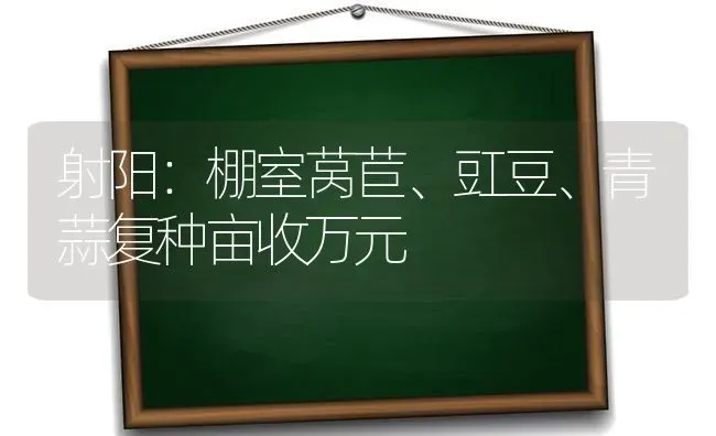 射阳：棚室莴苣、豇豆、青蒜复种亩收万元 | 养殖知识