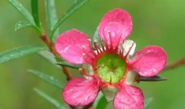 松红梅是四季开花的吗 | 生活妙招