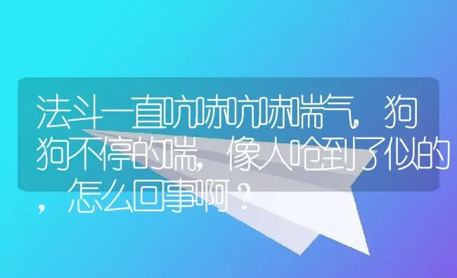 法斗一直吭哧吭哧喘气,狗狗不停的喘，像人呛到了似的，怎么回事啊？ | 养殖学堂