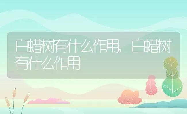 白蜡树有什么作用,白蜡树有什么作用 | 养殖科普