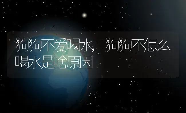 狗狗不爱喝水,狗狗不怎么喝水是啥原因 | 养殖资料