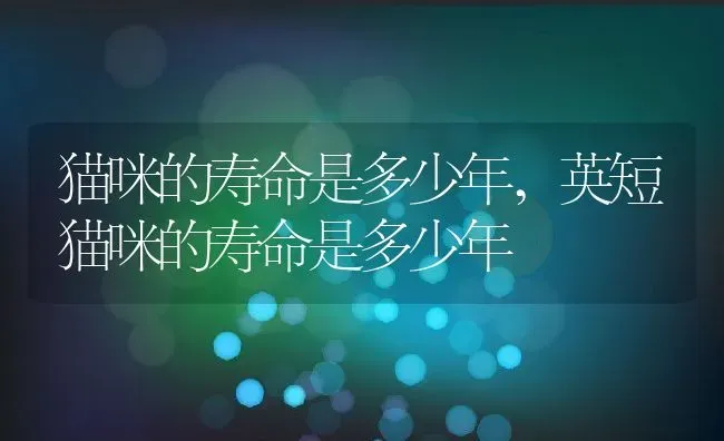 猫咪的寿命是多少年,英短猫咪的寿命是多少年 | 养殖资料
