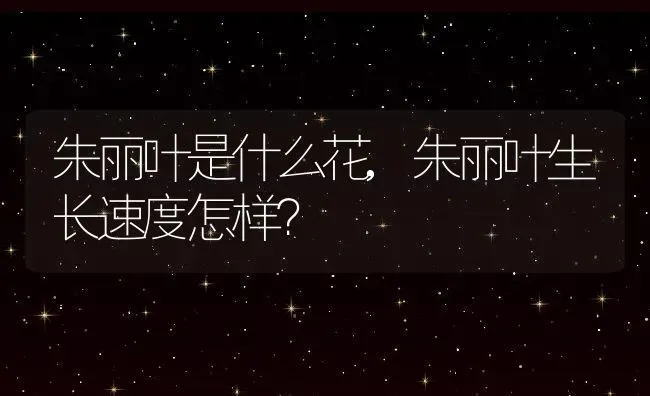 朱丽叶是什么花,朱丽叶生长速度怎样？ | 养殖科普