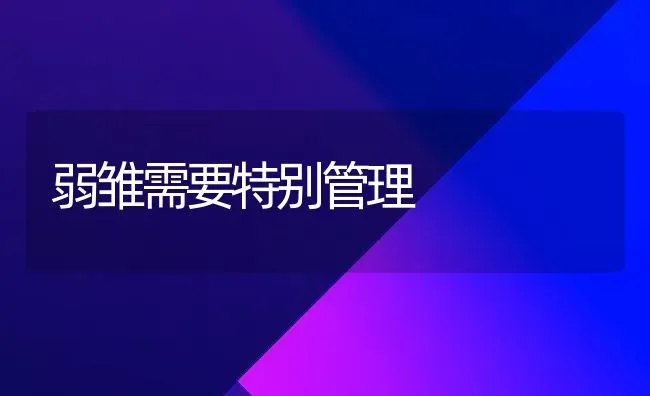 弱雏需要特别管理 | 养殖技术大全