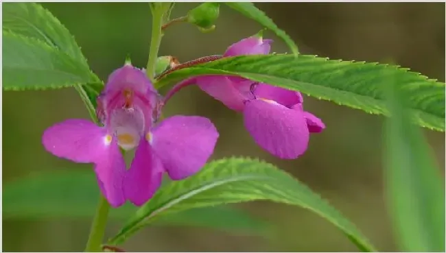 凤仙花怎么摘心 | 生活妙招