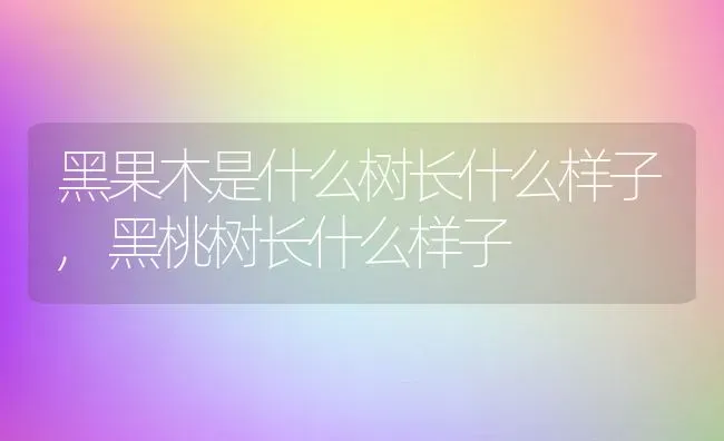 黑果木是什么树长什么样子,黑桃树长什么样子 | 养殖学堂