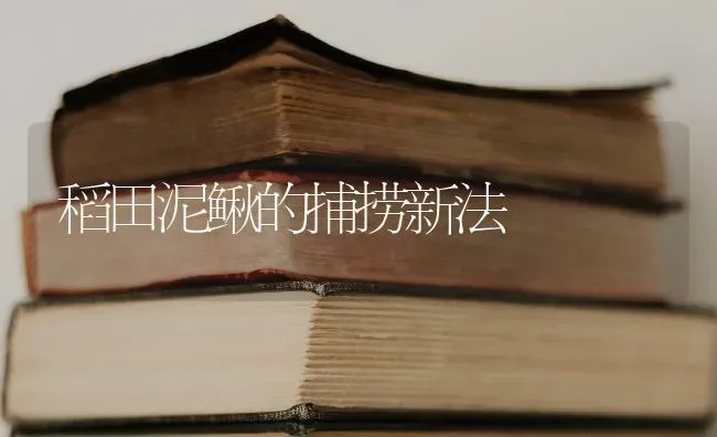 稻田泥鳅的捕捞新法 | 养殖知识