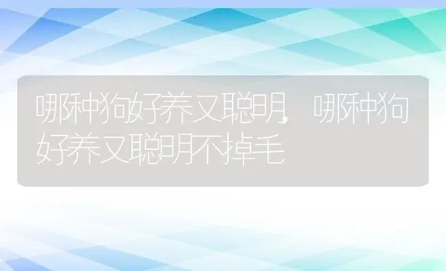 哪种狗好养又聪明,哪种狗好养又聪明不掉毛 | 养殖资料